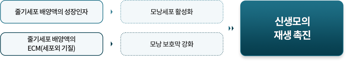 신생모의 재생 촉진